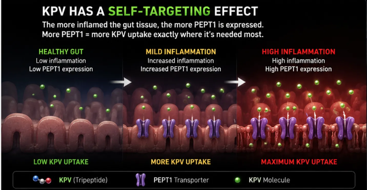 KPV Gut Healing Peptide
