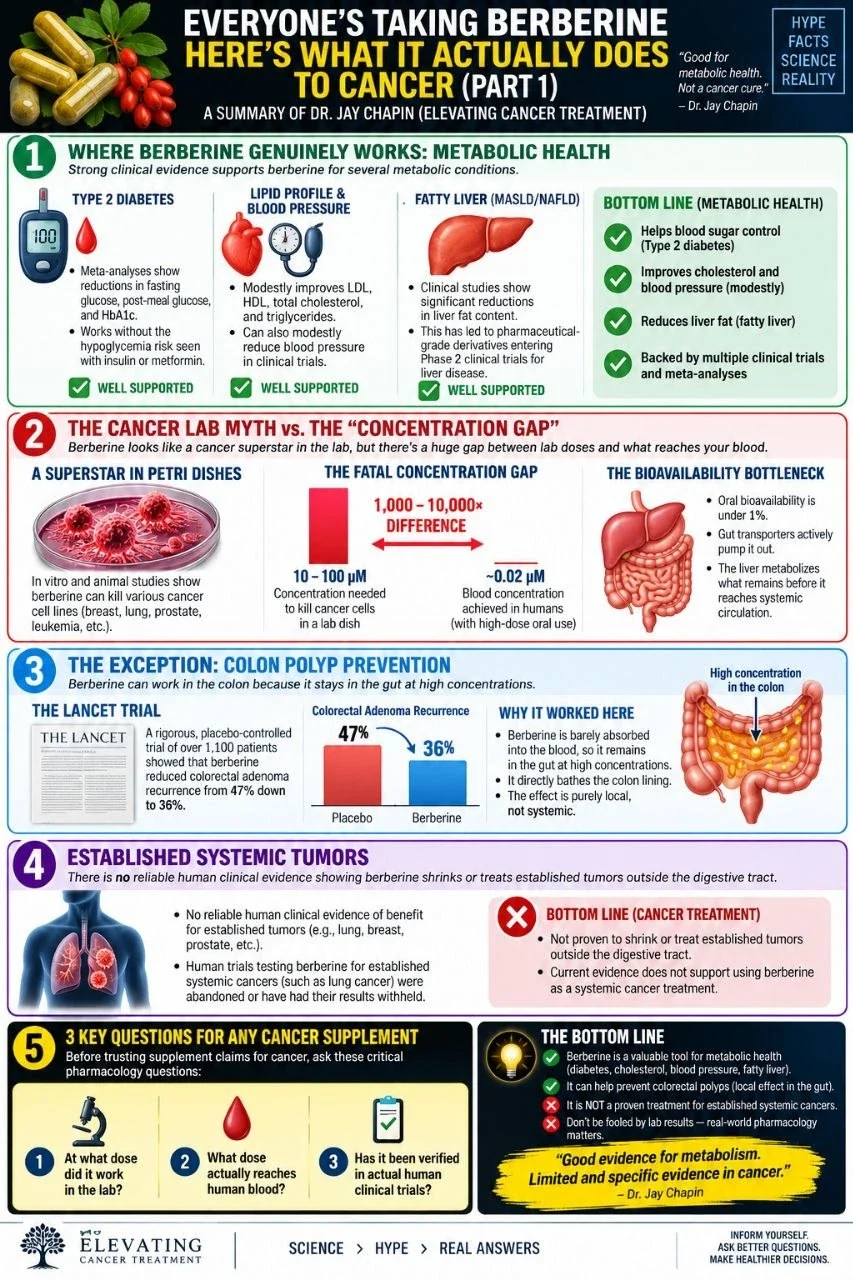 Berberine and cancer infographic