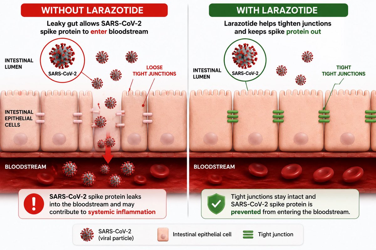 Without Larazotide vs With Larazotide — Leaky Gut Diagram